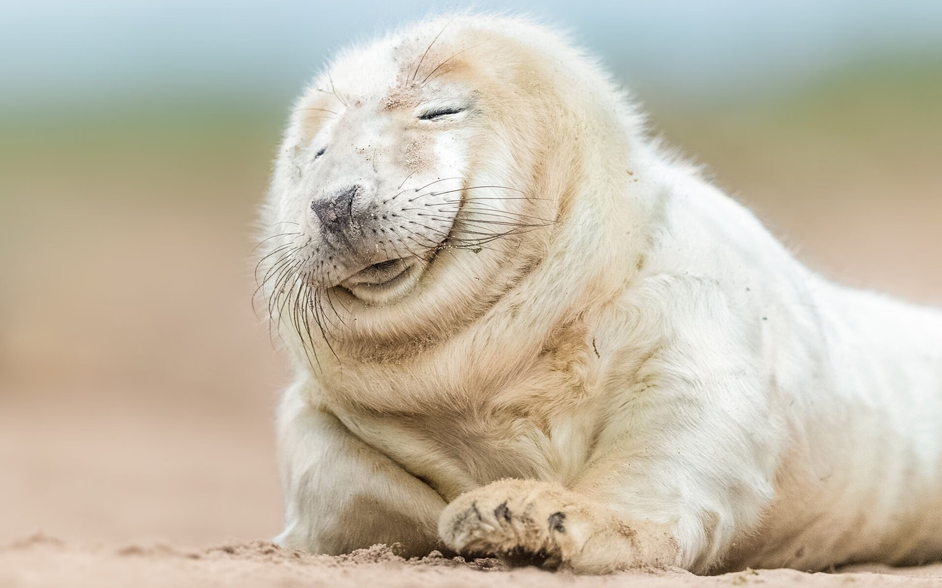 加维爆发！爱尔兰铁血争冠路，洪都拉斯成最后试金石